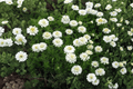 Double-Flowered Chamomile Chamaemelum nobile 'Flore Pleno' – 4-Inch Live Plant