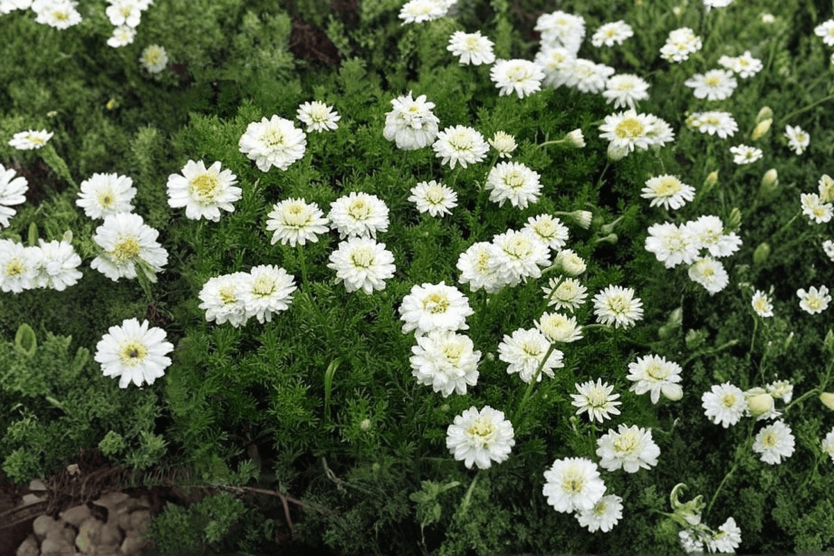 Double-Flowered Chamomile Chamaemelum nobile 'Flore Pleno' – 4-Inch Live Plant