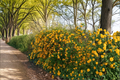 Japanese Kerria Pleniflora Live Plant - 4 Inch Pot, Double Yellow Flowering Shrub