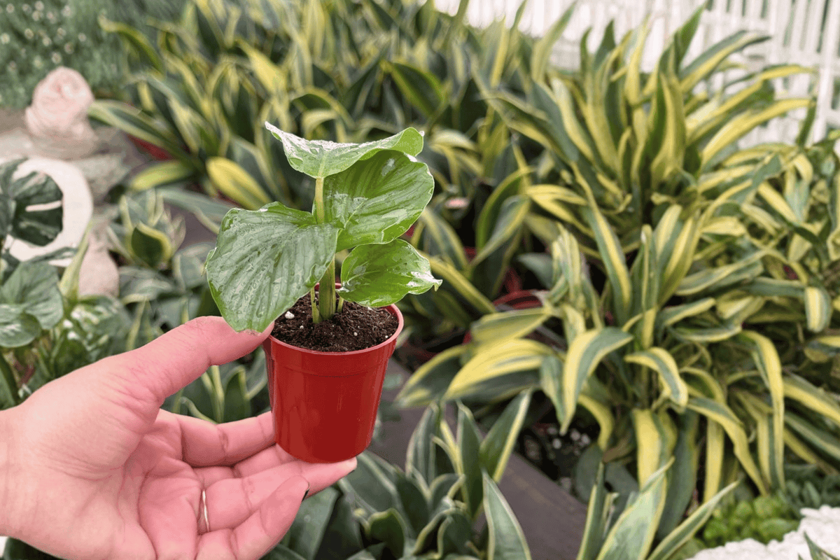 Calathea Orbifolia Starter Plants (Goeppertia orbifolia) – 2-inch Pots | 2 Live Plants