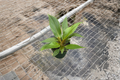 Philodendron Melinonii Live Plant – 4 Inch Pot