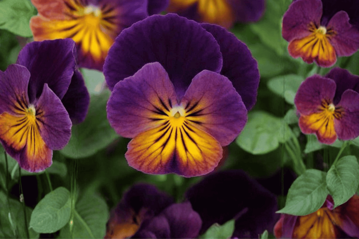 Celestial Northern Lights Horned Violet Viola cornuta - 4-Inch Live Plant