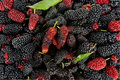 Illinois Everbearing Mulberry Seeds - Morus alba 'Illinois Everbearing' | 20 Seeds