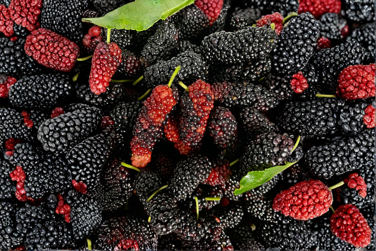 Illinois Everbearing Mulberry Seeds - Morus alba 'Illinois Everbearing' | 20 Seeds