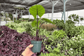 Alocasia Dark Star Live Plants - 4-Inch Pots (2-Pack) Exact Plants
