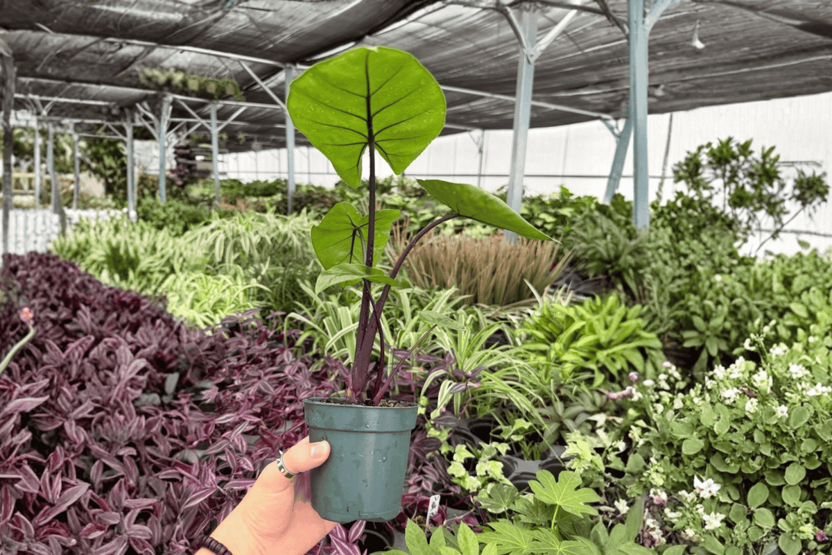Alocasia Dark Star Live Plants - 4-Inch Pots (2-Pack) Exact Plants