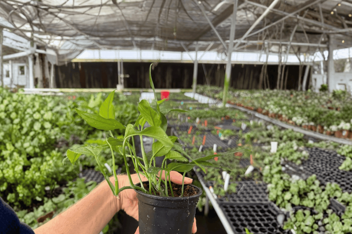 Baltic Blue Pothos Epipremnum pinnatum ‘Baltic Blue’ – 2 Live Plants, 4-Inch Pots
