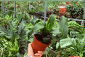 Dracaena Tornado - 2 Live Plants in 4" Pots (Dracaena fragrans ‘Tornado’)