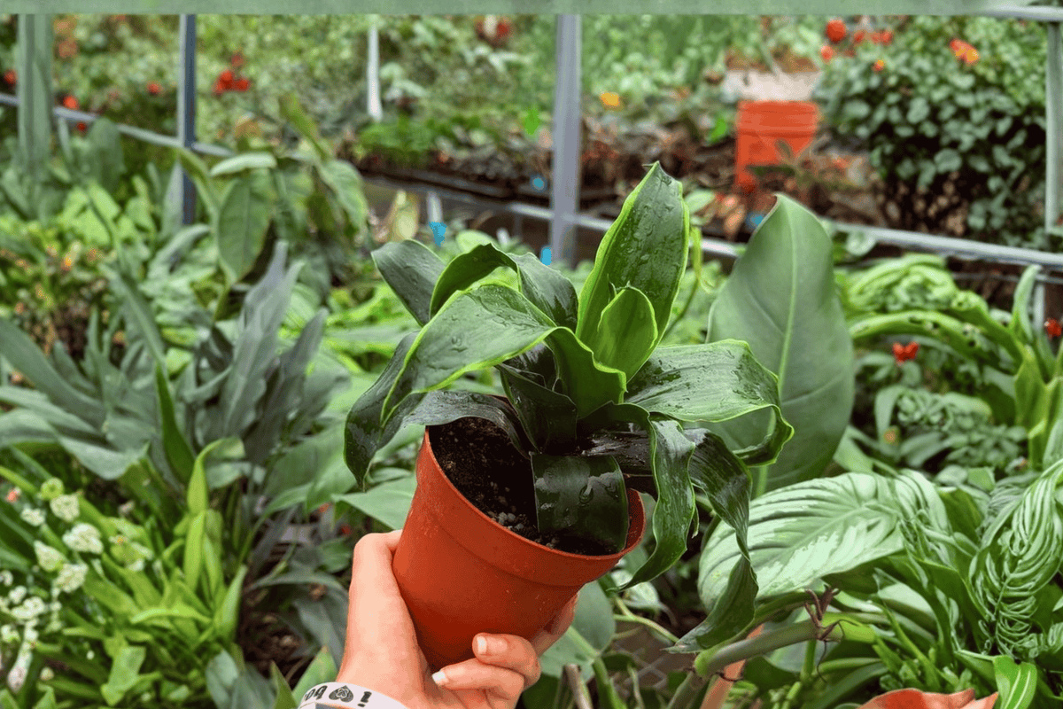 Dracaena Tornado - 2 Live Plants in 4" Pots (Dracaena fragrans ‘Tornado’)