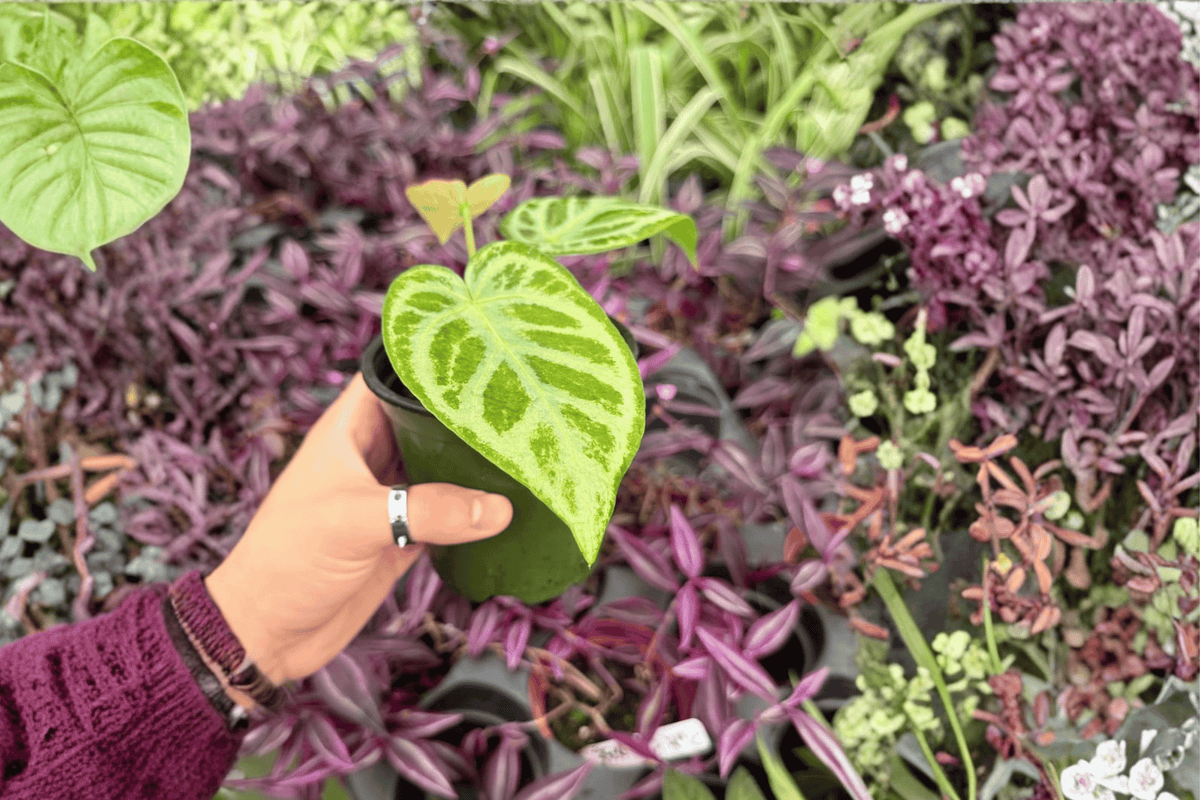 Anthidium Silver × Ferrari Anthurium | 2 Live Plants, 4-Inch Bare Root