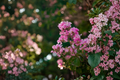 Sioux Crepe Myrtle Live Sapling - 12-24 Inch Rooted Tree with Pink Blooms