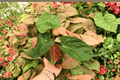 Anthurium Papi x HU (KOS) | 2 Exact Live Plants in 4-Inch Pots