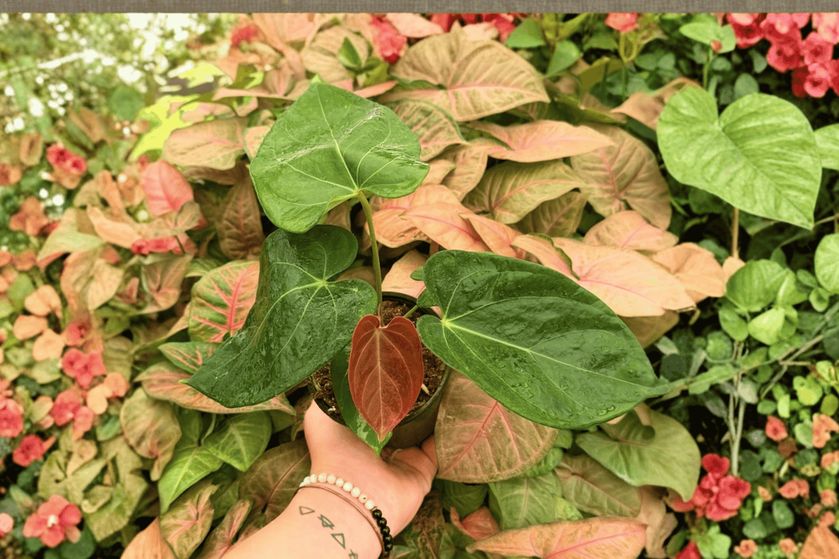 Anthurium Papi x HU (KOS) | 2 Exact Live Plants in 4-Inch Pots