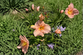 Pewter Pink Daylily (Hemerocallis) Bare Root Plants – 3 Pack