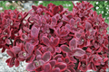 SunSparkler Wildfire Stonecrop (Sedum rupestre 'Wildfire') – 4-Inch Pot