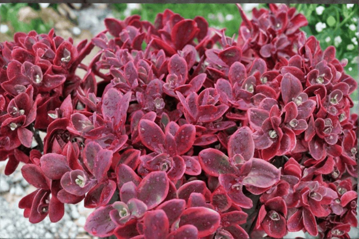 SunSparkler Wildfire Stonecrop (Sedum rupestre 'Wildfire') – 4-Inch Pot