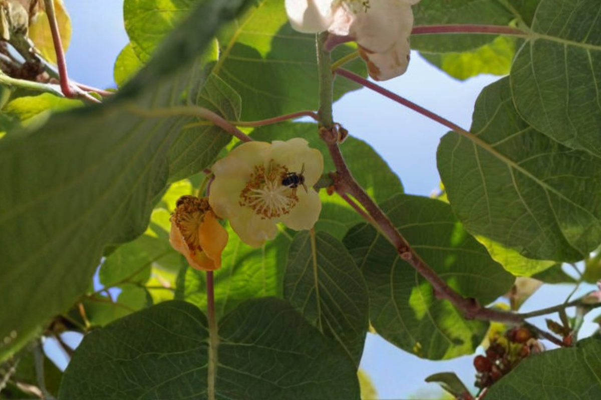 Clark Male Kiwi Pollinator - Actinidia deliciosa Rooted Starter Plant | Zones 4-8