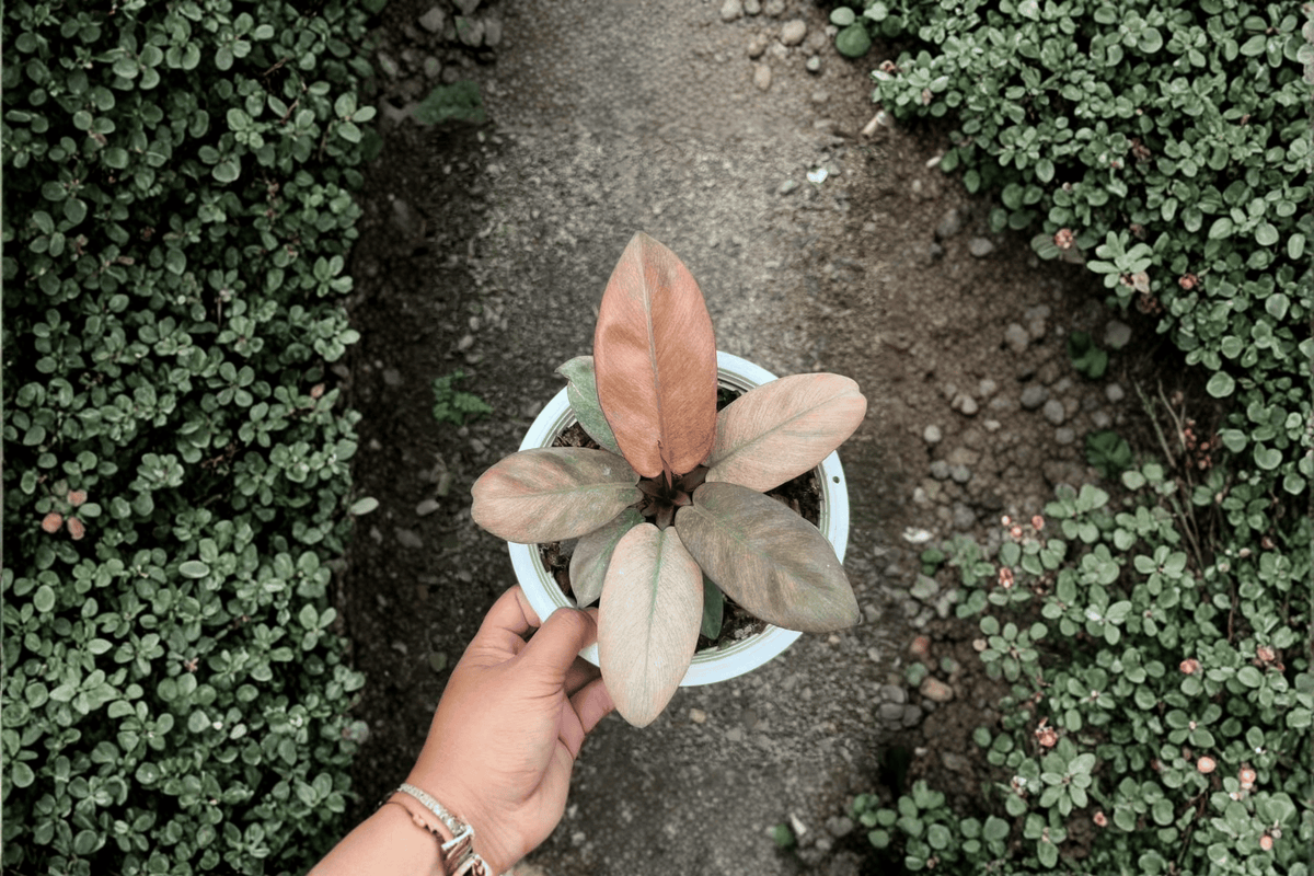 Philodendron Black Cardinal Mint Variegated Tissue Culture - 2 Starter Plants (Bare Root)