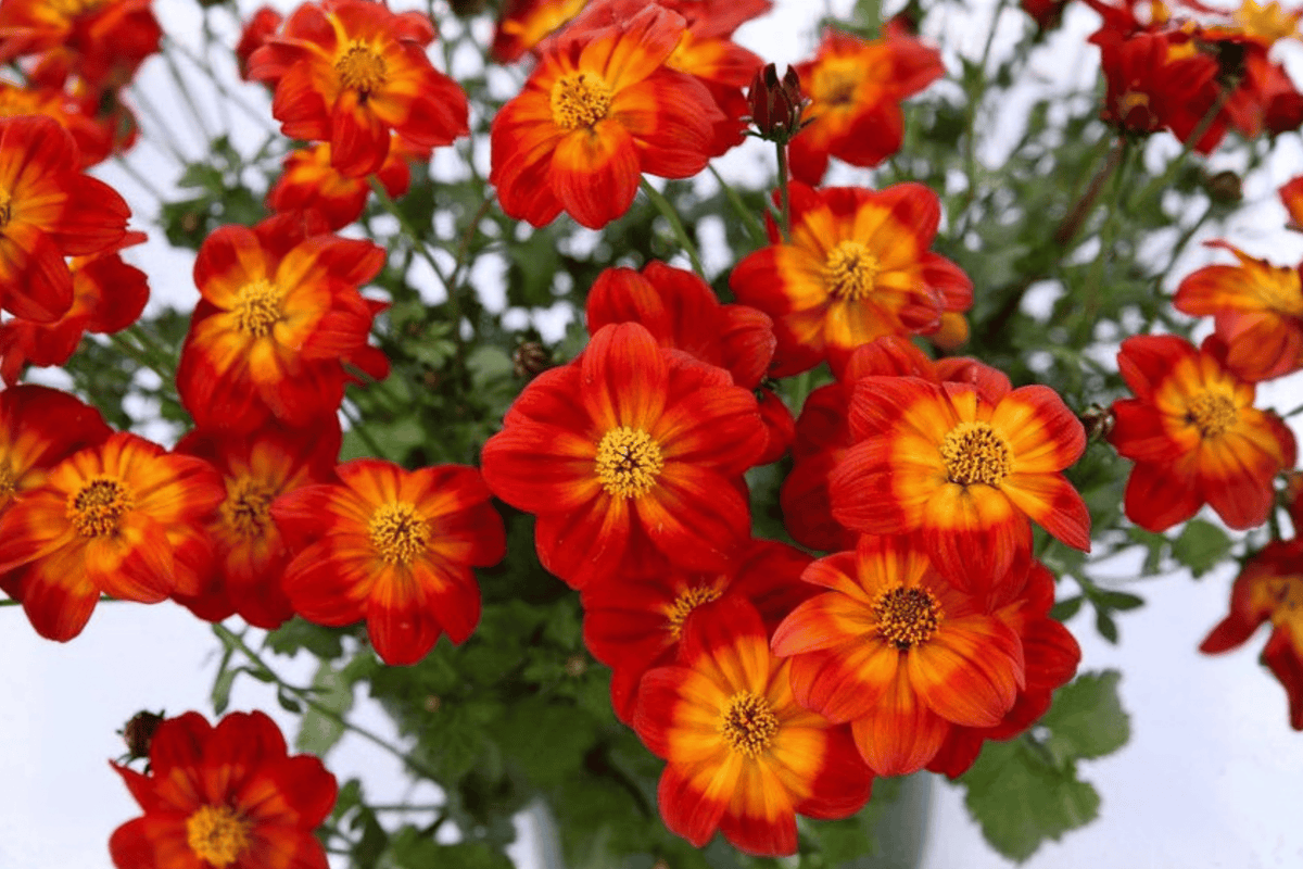 Bidens ferulifolia ‘Blazing Ring of Fire’ - 4-Inch Pot Live Plant