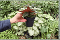 Peperomia Rosso 2 Live Plants in 4-Inch Pots — Peperomia caperata ‘Rosso’
