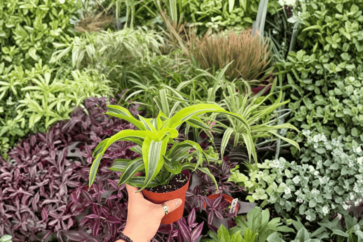 Dracaena Lemon Lime Surprise Live Plants – 2 Plants in 4" Pot (Exact Plants)