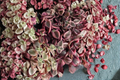 Calico Kitten Variegated Crassula pellucida 'Variegata' - 4-Inch Pot