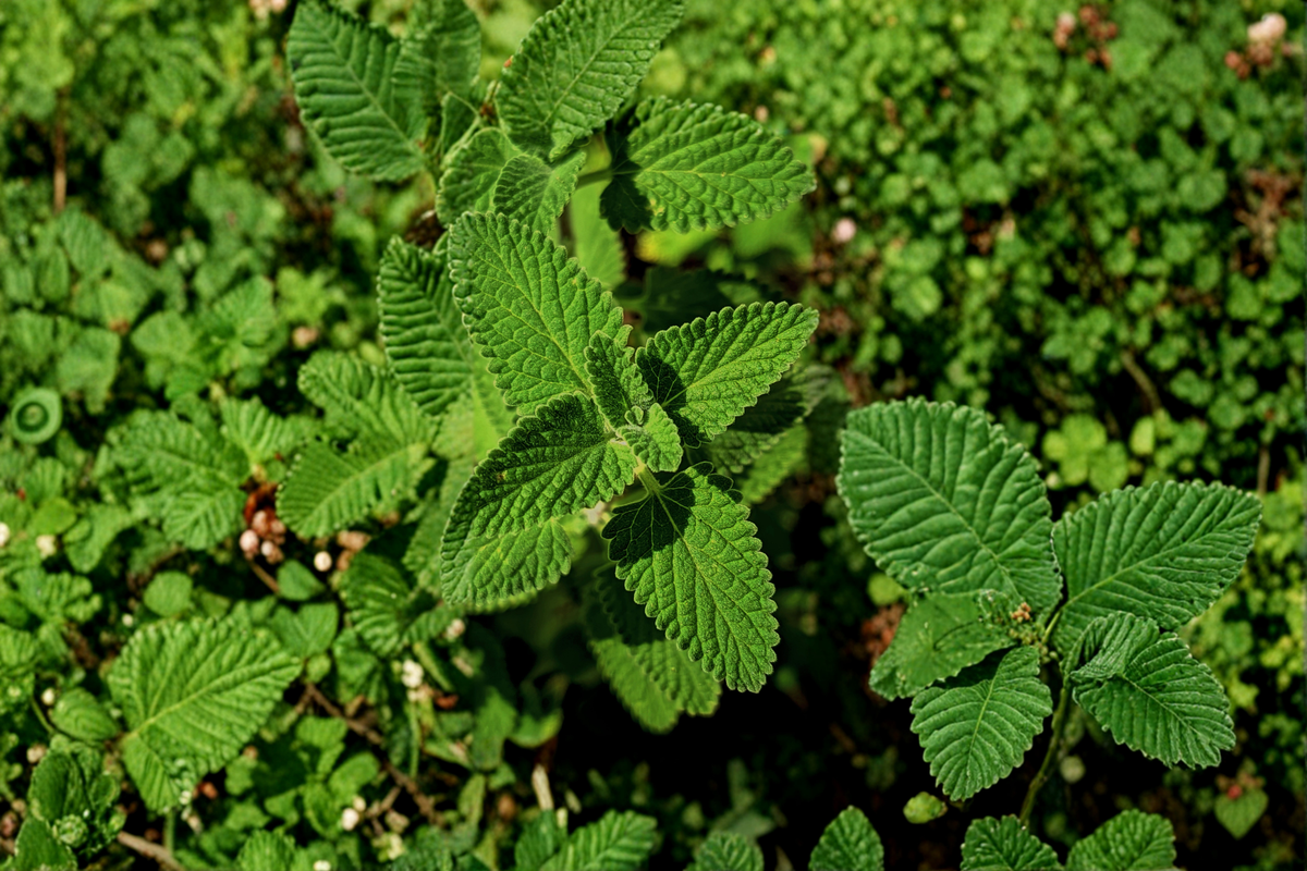 Kentucky Colonel Mint Live Starter Plant Mentha spicata | Spearmint - Container Friendly