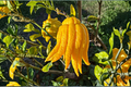 Buddha’s Hand Citron Grafted Citrus Tree – 2ft Tall Live Plant