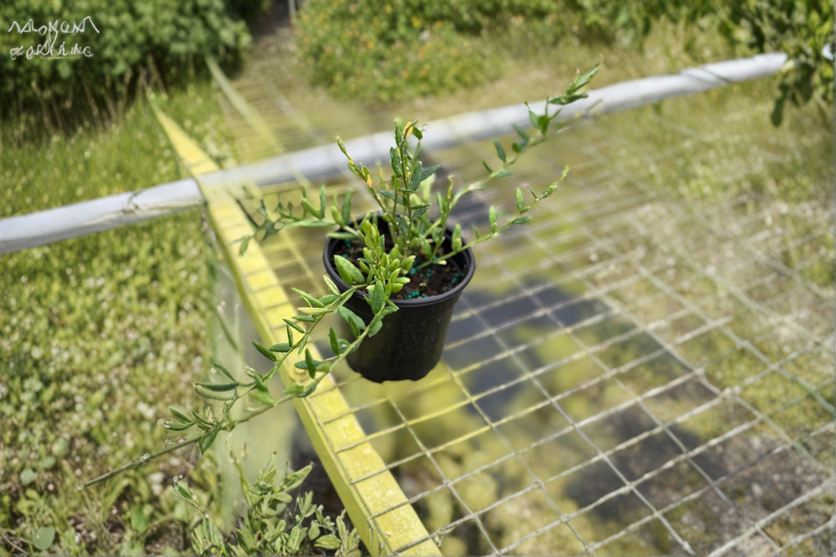 Hoya Engleriana - Fully Rooted 2-Inch Hoya Starter Plant