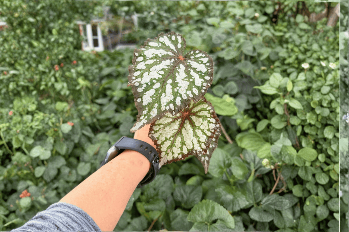 Begonia Summer Storm Starter Plants (2) - Exact Live Mini Begonia Hybrid