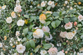 Lemon Glow Camellia Live Starter Plant – Camellia japonica (Rooted in Pot)