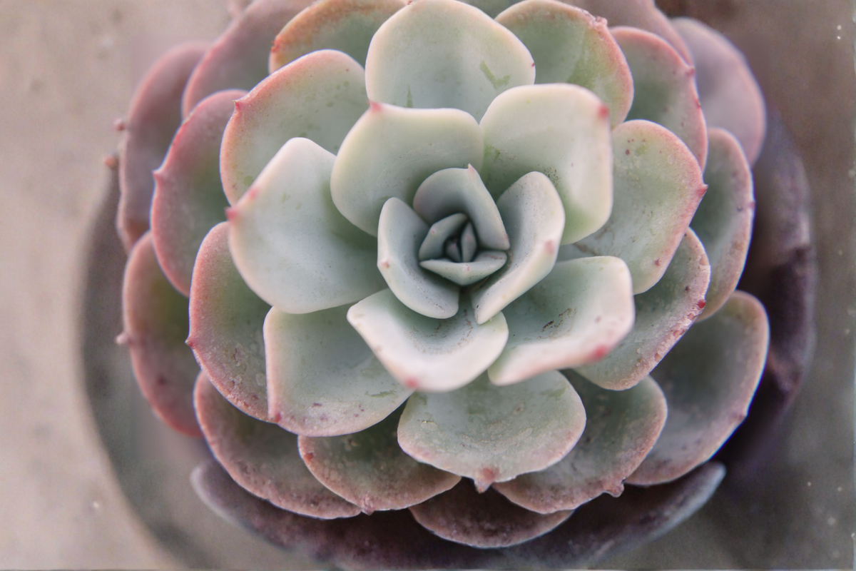 Echeveria Lola Live Succulent - 2 Inch Pot