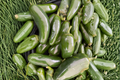 Green Jalapeño Pepper Plants (Pack of 3) Capsicum annuum - Live Starter Plants