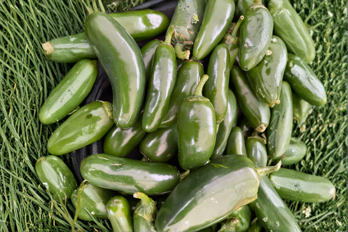Green Jalapeño Pepper Plants (Pack of 3) Capsicum annuum - Live Starter Plants