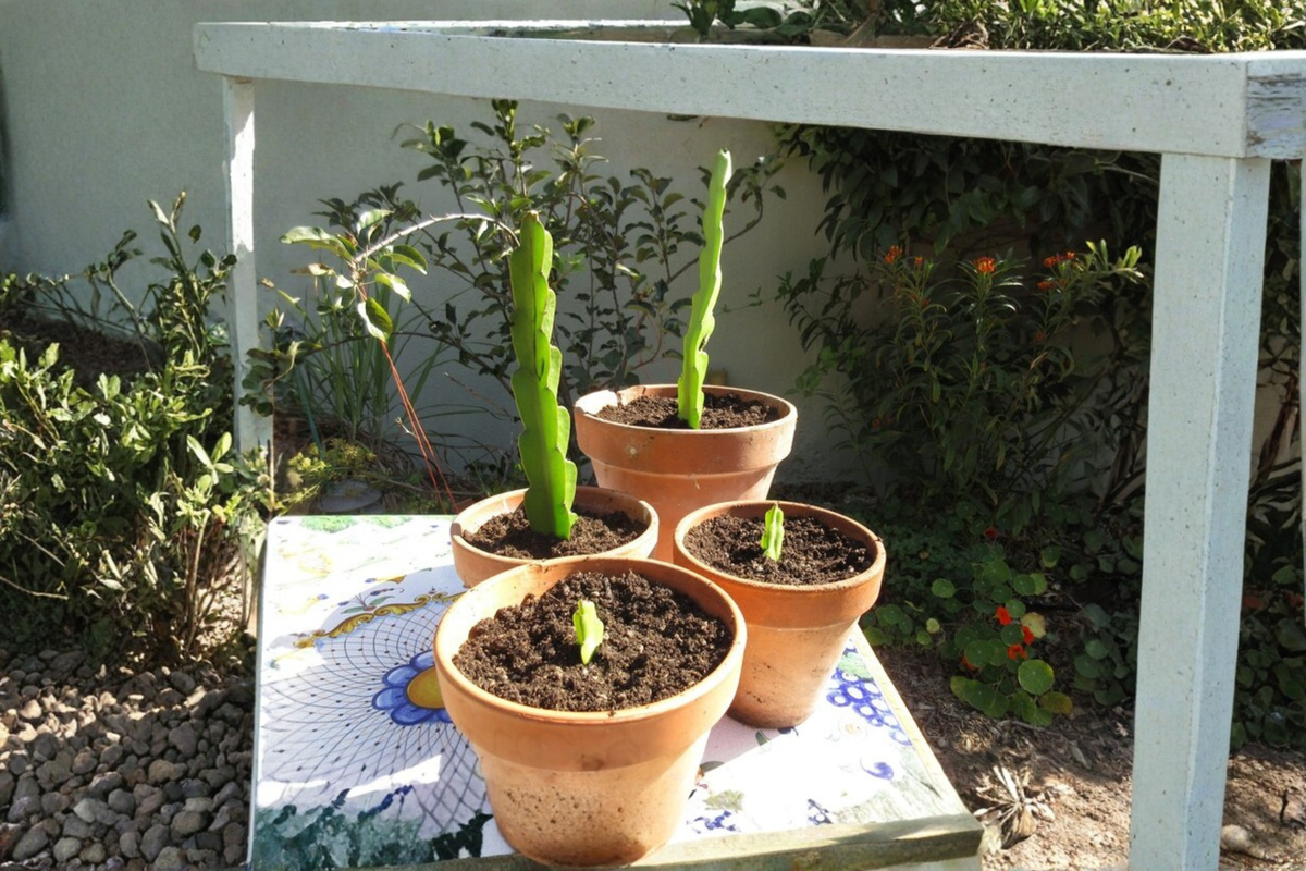 Dragon Fruit Cutting - Live Pitaya Cloning Propagation Starter Cutting