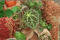 Begonia Ferox Tissue Culture Plants - 2 Live Starter Cultures