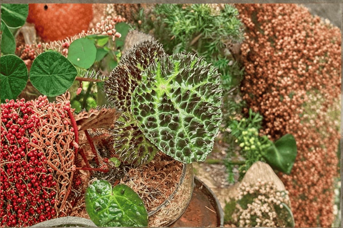 Begonia Ferox Tissue Culture Plants - 2 Live Starter Cultures