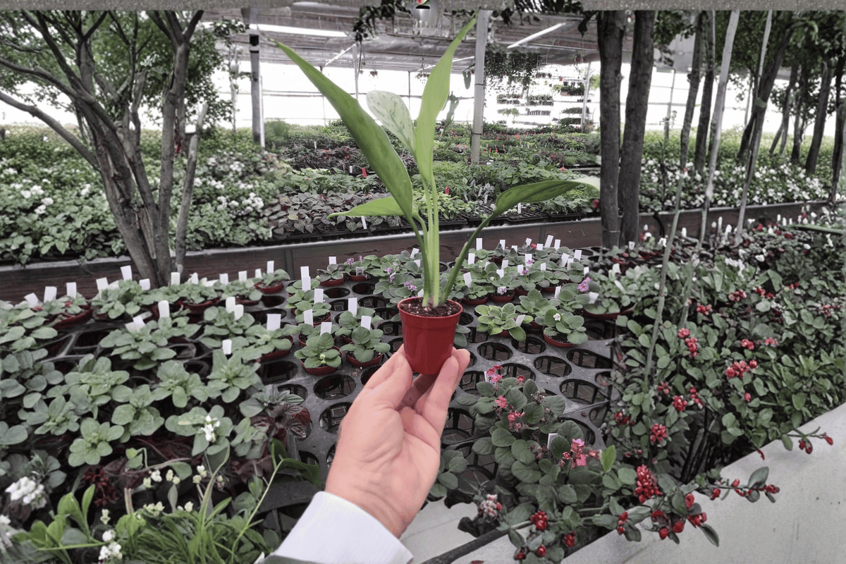 Aglaonema 'Silver Queen' Starter Plants (2) – Bare Root