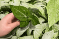 Anthurium villenaorum Starter Plants – 2 Live Plants in 2-Inch Pots