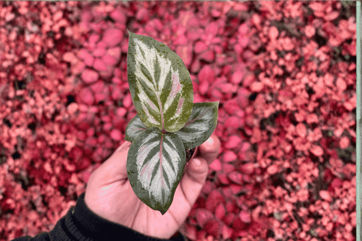 Calathea Red Peacock Goeppertia sp. Starter Live Plants - 2-Pack, Bare Root