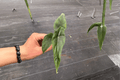 Alocasia Venusta Live Starter Plants (2) – Bare Root, 2-Inch Pot