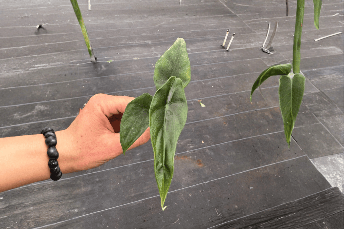 Alocasia Venusta Live Starter Plants (2) – Bare Root, 2-Inch Pot