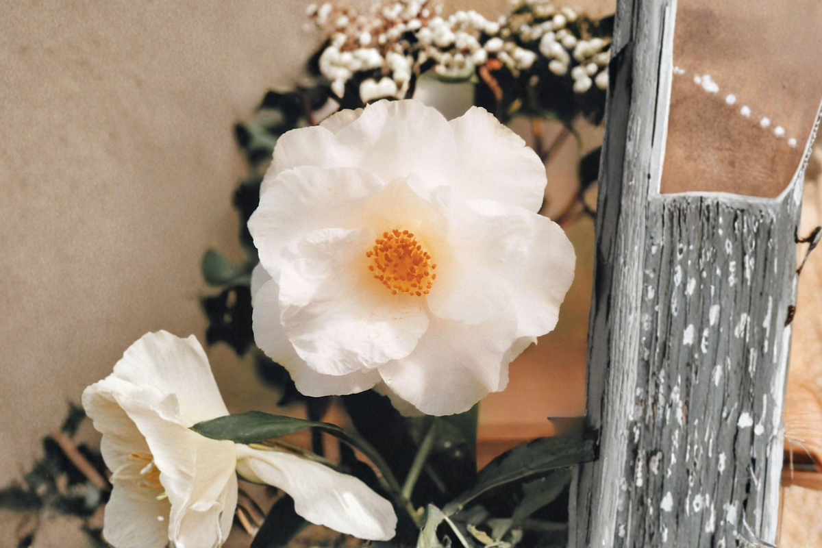 Japanese Camellia Sudie Blanchard - 3 Gallon Live Plant | Camellia japonica Pink/White