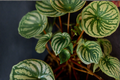 Watermelon Peperomia Live Plant - 4-Inch Pot | Peperomia argyreia