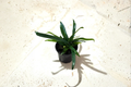 Blue Oil Fern Microsorum thailandicum - 4 Inch Rooted Live Plant