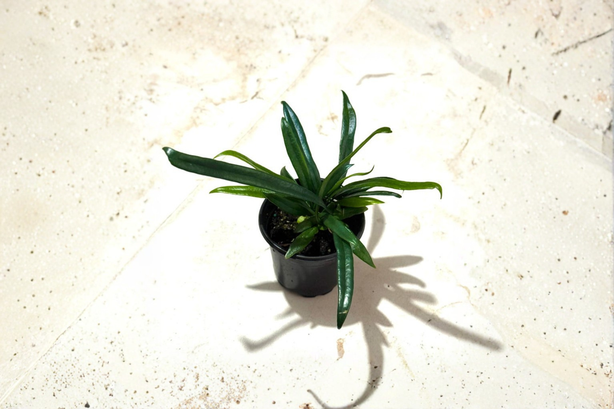 Blue Oil Fern Microsorum thailandicum - 4 Inch Rooted Live Plant