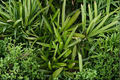 Pandanus amaryllifolius Pandan Plant - 6-8 Inches Tall, No Pot
