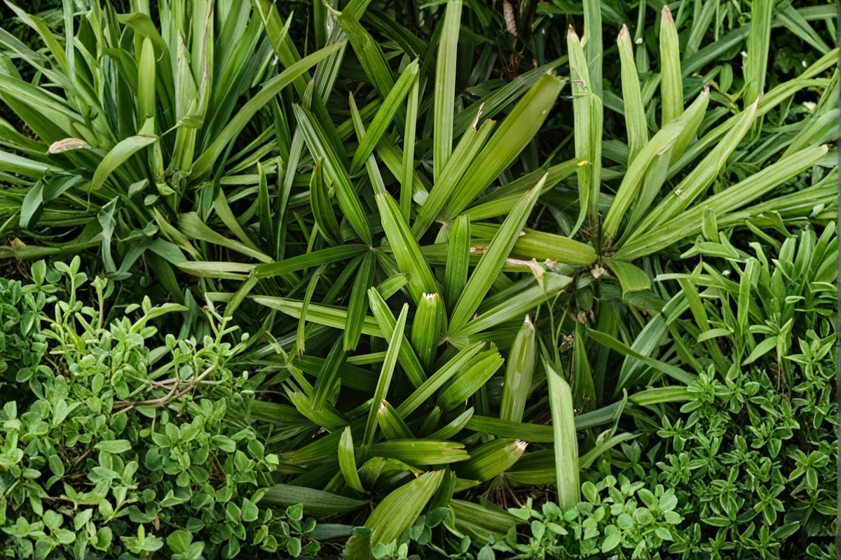 Pandanus amaryllifolius Pandan Plant - 6-8 Inches Tall, No Pot