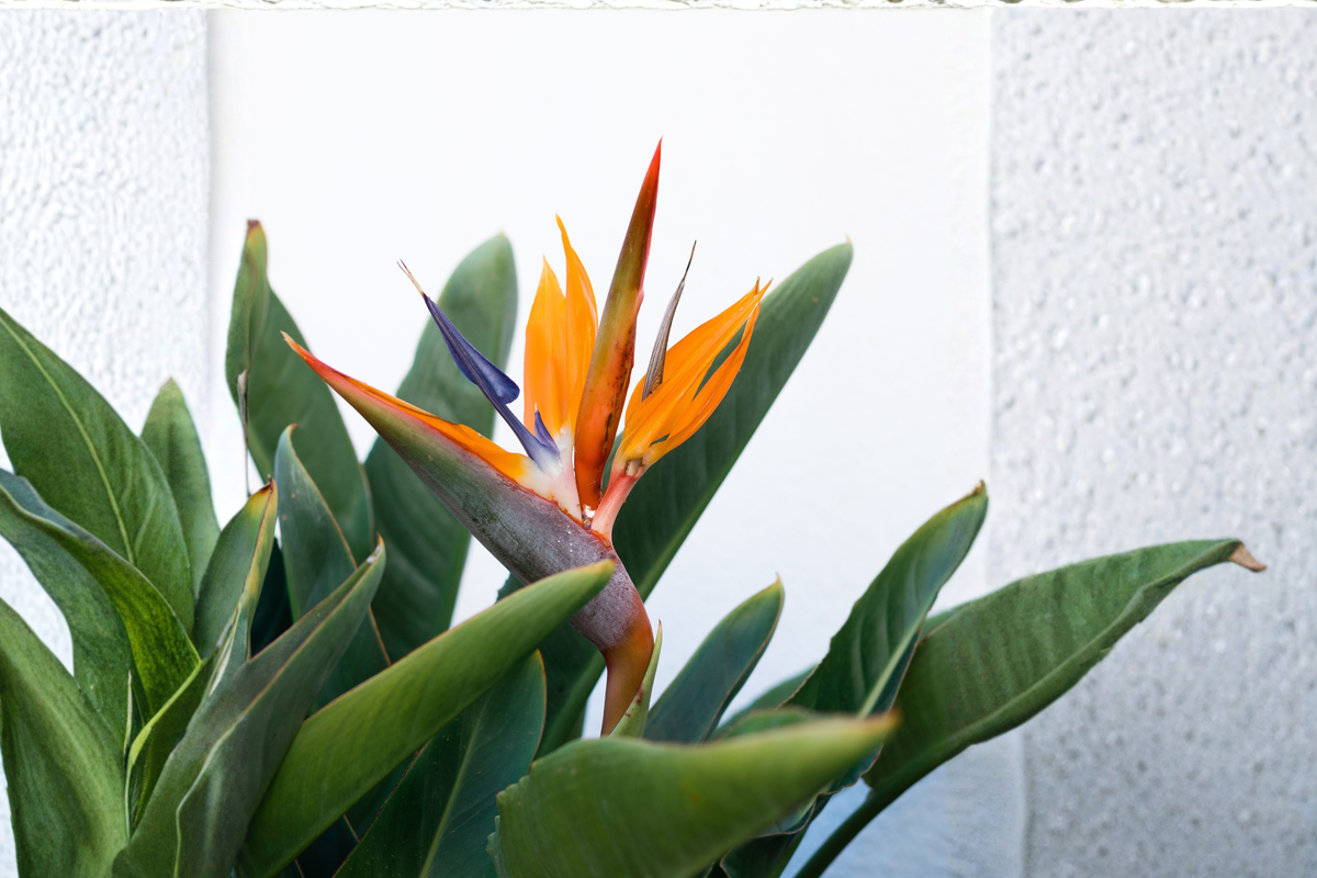 White Bird of Paradise Strelitzia Nicolai Live Plant — 2–3 ft Tall