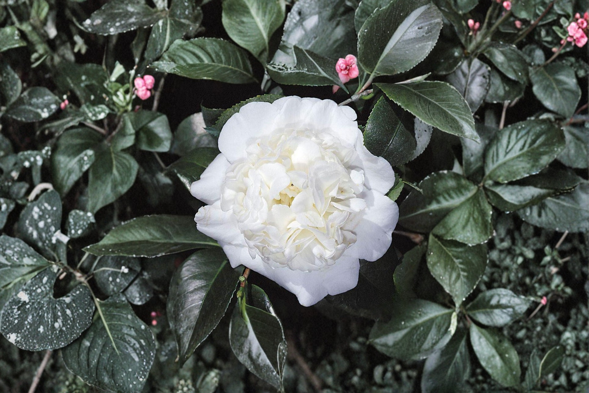 Japanese Camellia 'Snow Chan' - 1 Gallon Live Plant, White Blooms, Evergreen Shrub